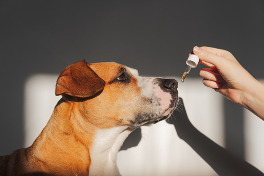 dog taking a drop of omega oil