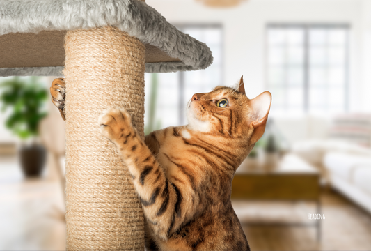 Training Your Cat with High-Value Treats: A Guide to Positive Reinforcement