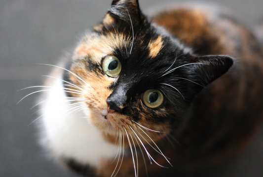 How Fish Treats Support Your Pet’s Digestive Health