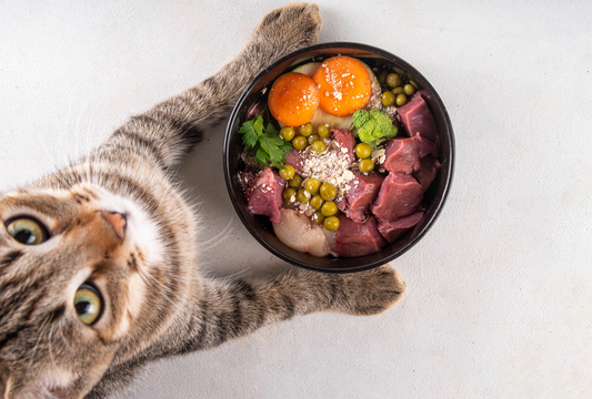 Building Healthy Habits With Fish Treats