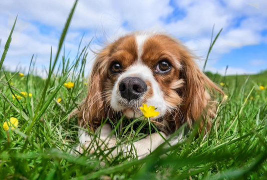 dog enjoying healthy earth and green grass