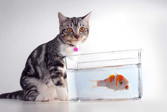 Why Pets Prefer Real Fish Treats Over Flavored Alternatives