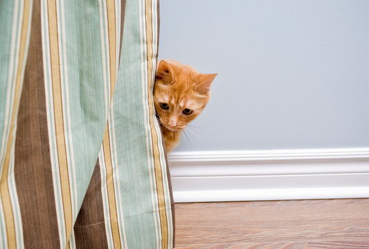 Fish Treats: A Natural Solution for Finicky Eaters