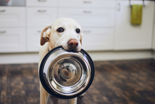 Why a 'Build-a-Bowl' Approach is Healthier for Your Pets: The Benefits of Food Toppers