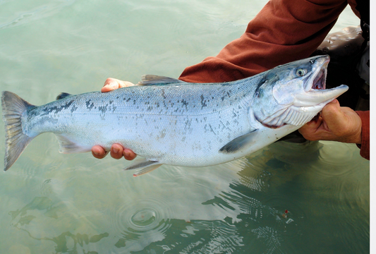 Cod, Salmon, Wolffish, or Herring: Picking the Right Fish Treat