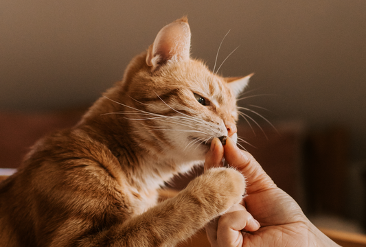 Why Single-Ingredient Fish Treats Are Perfect for Cats