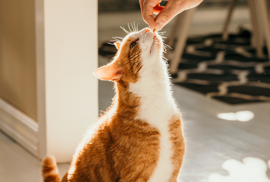 Why Fish Treats Are the Ultimate Training Reward